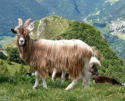 goat