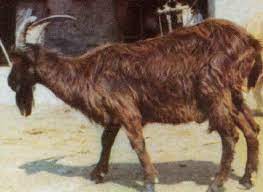 goat