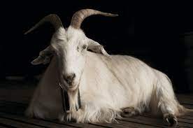 goat