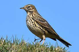 bird
