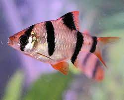 fish