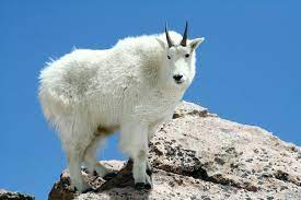 goat