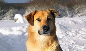 dog
