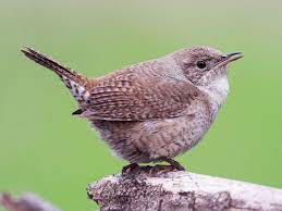 bird