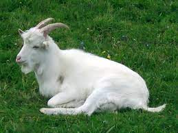 goat