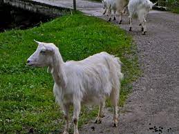 goat