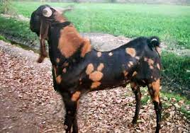 goat