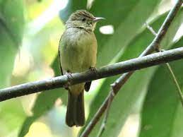 bird