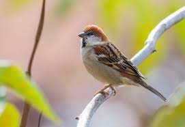 bird
