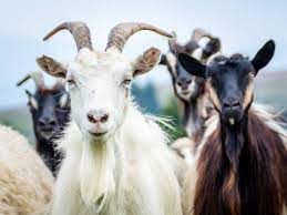 goat