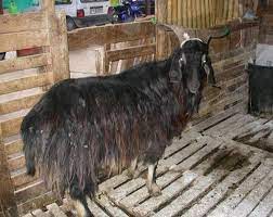 Goat
