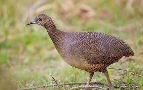 bIRD