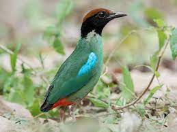 Bird