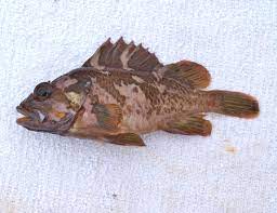 fish