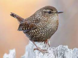 bird