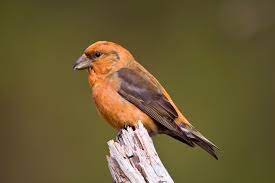 Bird