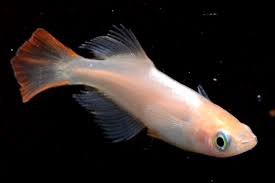 FISH