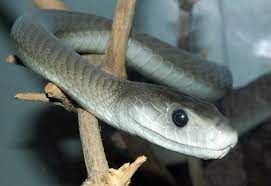snake