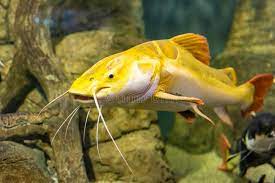 FISH