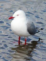 bird