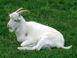 goat