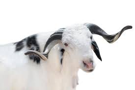 goat