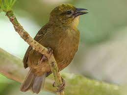 bird