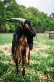 goat