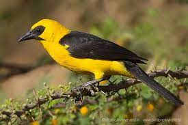 bird