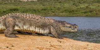 crocodiles
