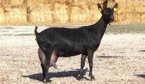 goat