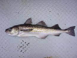 fish