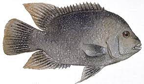 FISH