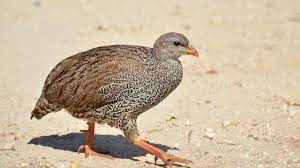 Bird