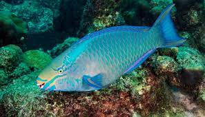 fish