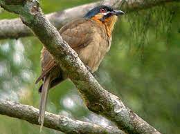 bird