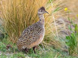 bird
