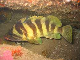 fish