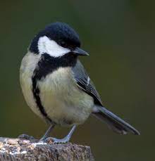 bird