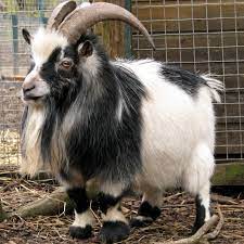 goat