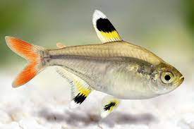 FISH