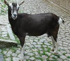 goat