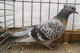 bird
