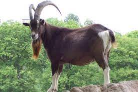 goat