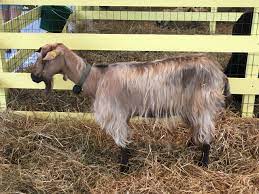 goat