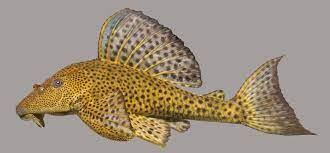 fish