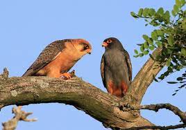 bird