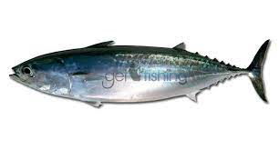 fish