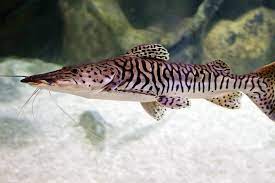 fish