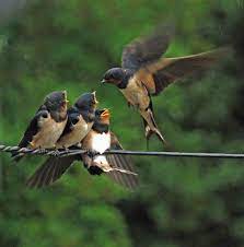bird